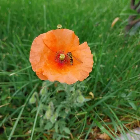 Papoula Vendeghaz - Köveskál