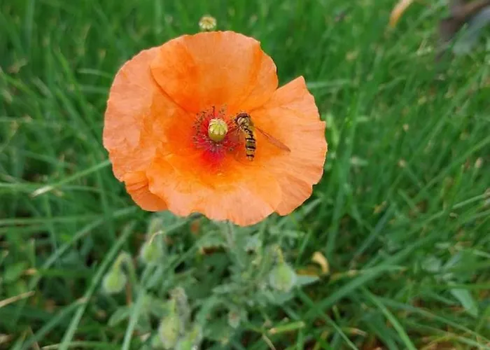Papoula Vendeghaz - Köveskál